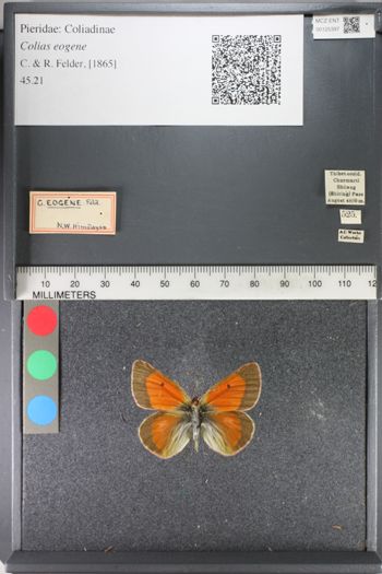 Media type: image;   Entomology 125397